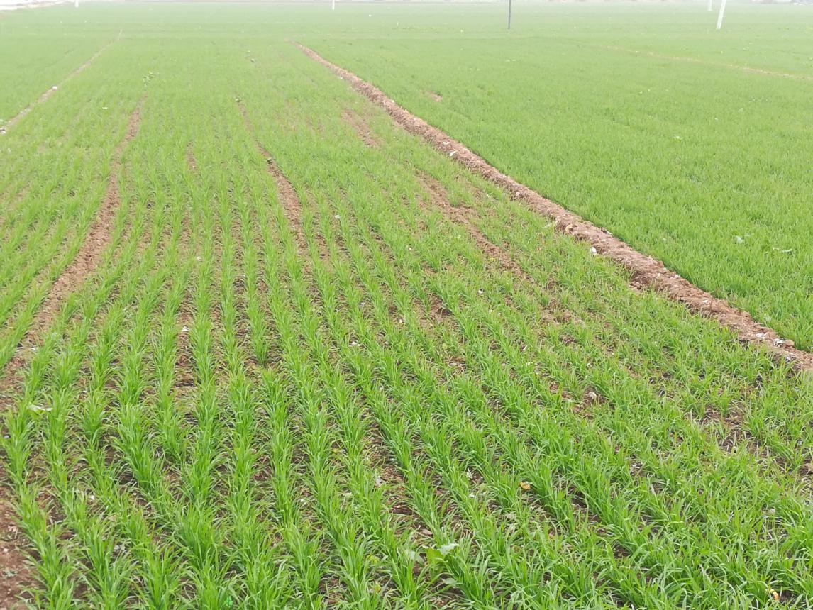 山区四个麦田地形进行了调查全县34万亩小麦出苗均匀整齐健壮长势良好