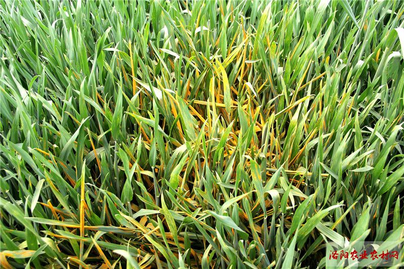 市农业农村局植保部门积极开展小麦条锈病监测防控