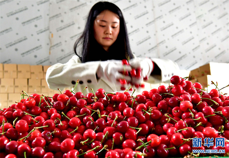 洛阳樱桃种植面积10.8万亩 “小樱桃”激活乡村“大产业”
